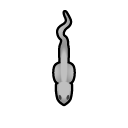 File:Dessicated Rat south.png