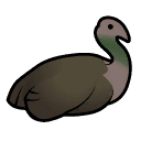 File:PeacockFemale east.png