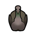 File:PeacockFemale south.png