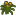 Clivia a.png