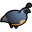 Quail
