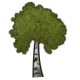 Birch tree.png